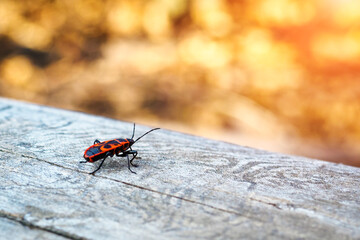 Back view of firebug, Pyrrhocoris apterus on wood trunk. Copy space, selective focus