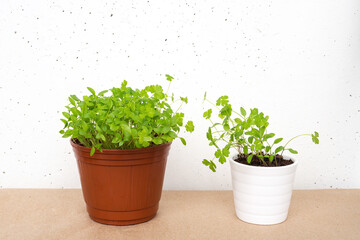 Parsley sprouts in brown and white pots on white concrete wall background. Growing micro greens at home.