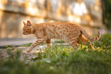 Red tabby cat walks in the summer in the village. A fiery red tabby cat walks along the lawn. The...