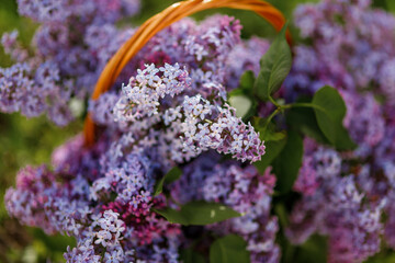Lilac flowers spring blooming scene. Blossom lilac flowers in spring. Spring lilac flowers blooming. Spring lilac bush blooming