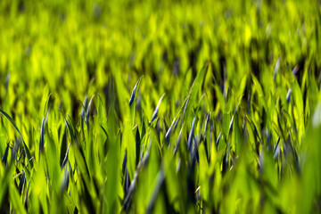 Juicy green spring grass. Abstract Summer background texture of colorful green high vegetation. soft focus. New close-up bright green grass in park or football pitch or golf yard.