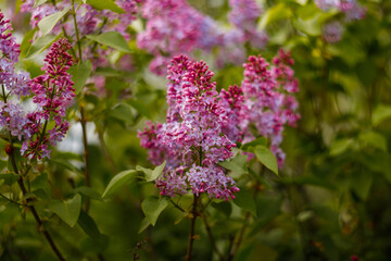 Lilac flowers spring blooming scene. Blossom lilac flowers in spring. Spring lilac flowers blooming. Spring lilac bush blooming