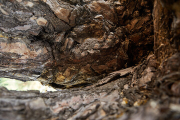 A hollow tree. Home for birds, insects and animals.
