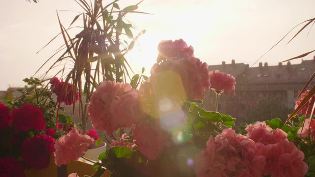 Beautiful blossoming geranium flower on balcony in rainy sunset.