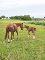 Naklejka na ściany i meble brown horse and foal are in the meadow, op the green grass, there are beautiful animals in the field