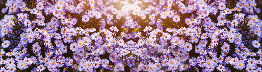 Beautiful panoramic banner with blooming purple flowers.