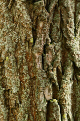 Relief texture tree trunk of the brown bark with green moss on it vertical photo of a tree bark texture Relief creative texture of an old oak bark