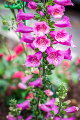 Pink and white  bell shape flowers