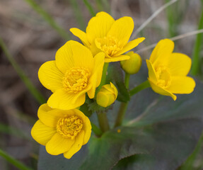 Beautiful yellow Marsh Marigolds