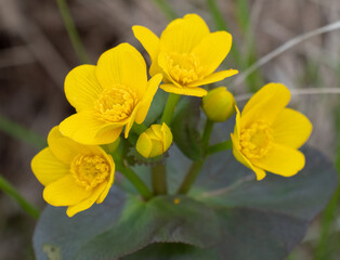 Yellow Marsh Marigold flowers blooming in spring