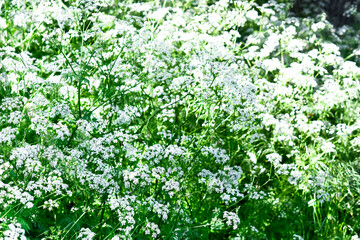 Fototapeta na wymiar green grass in the garden