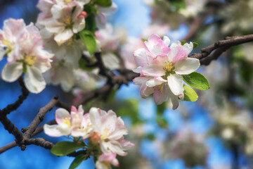 Fototapeta na wymiar Beautiful Apple blossom in the spring garden.