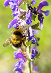 Bombus killed by a white spider