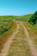 Fototapeta na wymiar Rural grassy road in Prince Edward Island, Canada - travel destination