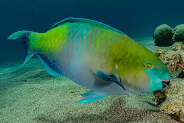 Fish swim in the Red Sea, colorful fish, Eilat Israel
