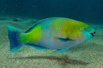Fish swim in the Red Sea, colorful fish, Eilat Israel
