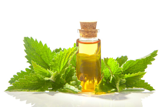 catmint essential oil in  beautiful bottle on White background