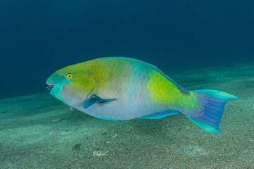 Fish swim in the Red Sea, colorful fish, Eilat Israel
