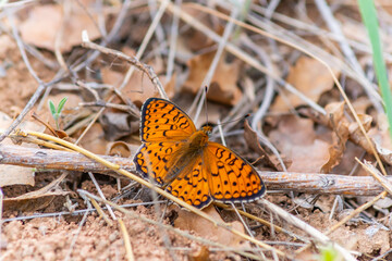A monarch butterfly feeding or resting on floor