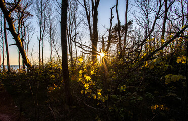 Sunset in seaside deciduous forest in spring time.