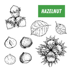 Hazelnut hand drawn sketch. Nuts vector illustration. Hazelnut branch. Organic healthy food. Great for packaging design. Engraved style. Black and white color.