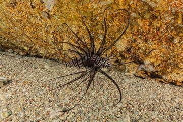 Lion fish in the Red Sea colorful fish, Eilat Israel
