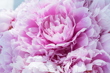 close up image of delicate pink peony bud in big bouquet.Light shines on petals. Celebration concept. Greeting card for birthday, valentines day, womans day, anniversary.