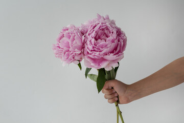 child's hand hold three gentle pink peony to present for the holiday on white background. Copyspace for text.  Greetings concept.
