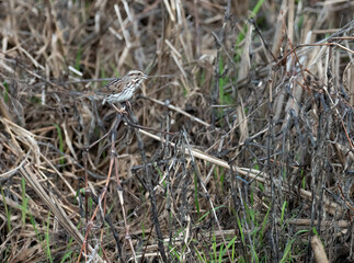 Naklejka na ściany i meble A Sparrow hides in the thicket