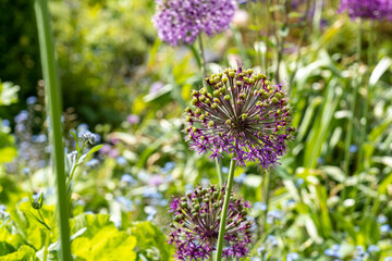 purple flowers in the garden