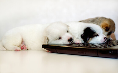 Business dog smart searching stock market online check his account with smile. Cute three puppy pooch sleeping at a computer. Online consultation, distance learning, work on the Internet.