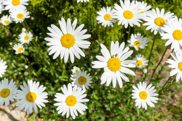 daisies flowers in the garden during springtime