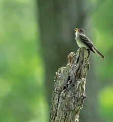 An Eastern Wood-Pewee sings on top of a tree stump