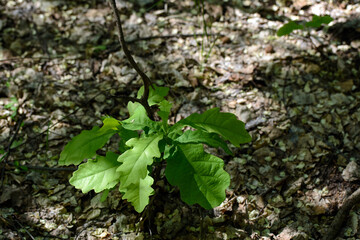 An oak sprout grew out of the ground. Concept-spring. the awakening of nature.