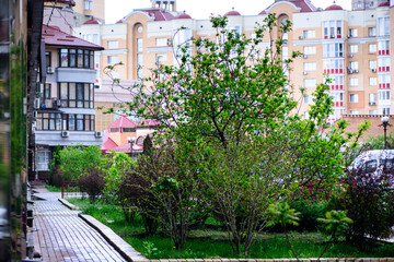 Fresh spring green leaves of garden plant against the background of multi-storey residential buildings