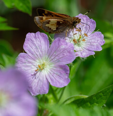 A Hobomok butterfly sits on a Wild Geranium