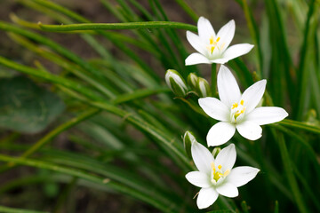 White Ornithogalum flowers on a green background