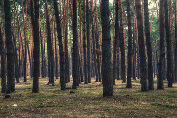 Obraz premium trees in the forest