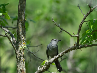 A Grey Catbird perches in the trees