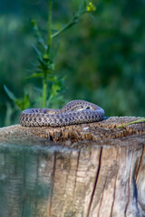 Snake on a stump