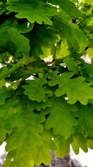 oak leaves