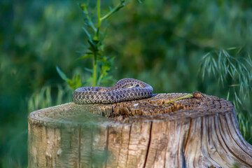 Snake on a stump