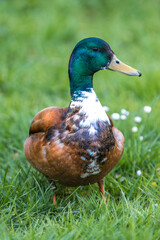 Male Mallard, wild duck (Stockente, Anas platyrhynchos)