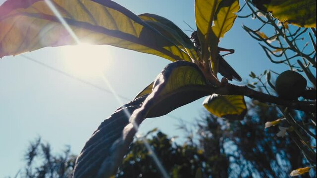 Amazing close up of insect world featuring a gentle grasshopper and an audacious honeybee on a sunny afternoon in the garden