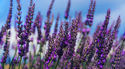 scenery beauty of nature, close up view of blooming lavender flowers