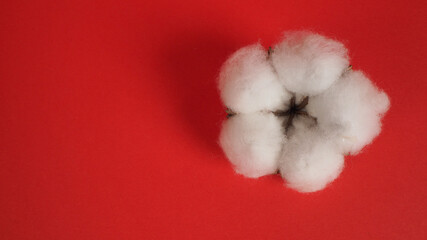 Cotton flower on red background.