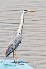 Grey heron on a boat. 