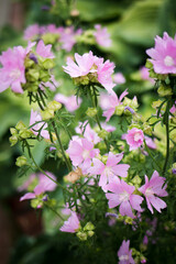 pink flowers in the garden