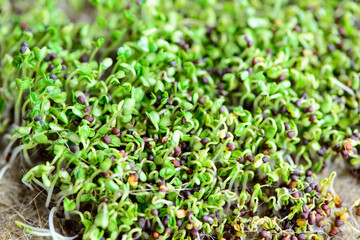 fresh micro greens seeds and green young broccoli sprouts healthy eating vegan diet
