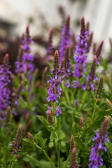 Obraz premium close up of lavender flowers